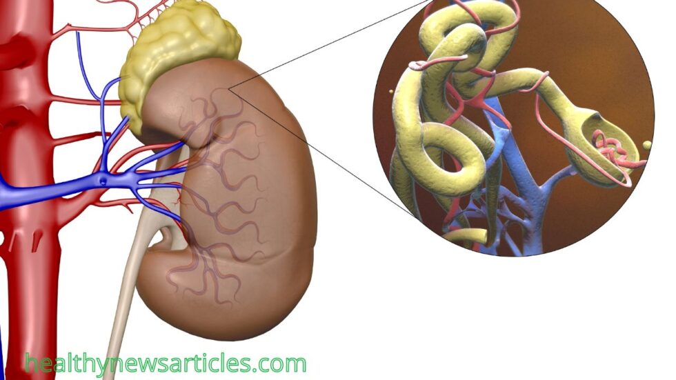 6 Best Foods to Promote Kidney Health Healthy News Articles